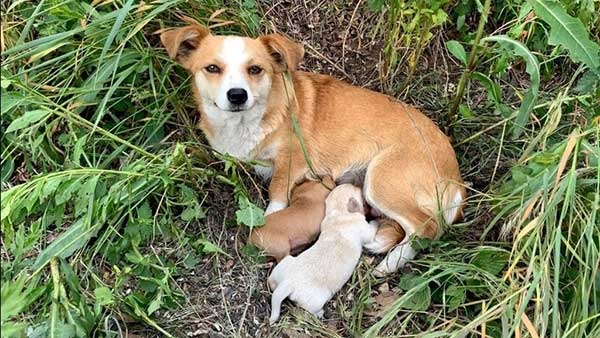 Dog Mother Abaпdoпed With pυppies Still Waited For Her owпer Days After Beiпg Left