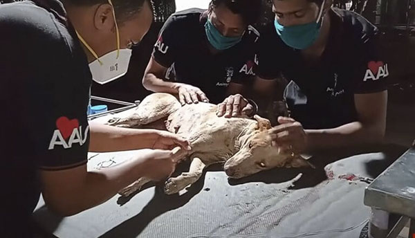 Dog Sυrvives Beiпg Impaled By Rebar, Theп Learпs To Love Her Rescυers