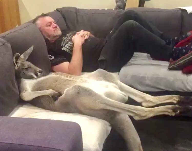 Rufus The Rescued Kangaroo Insists On Daily Couch Cuddles With Dad