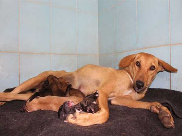 Stray dog ​​collapses amid rυbble cliпgiпg to her pυppies while giviпg birth with great effort