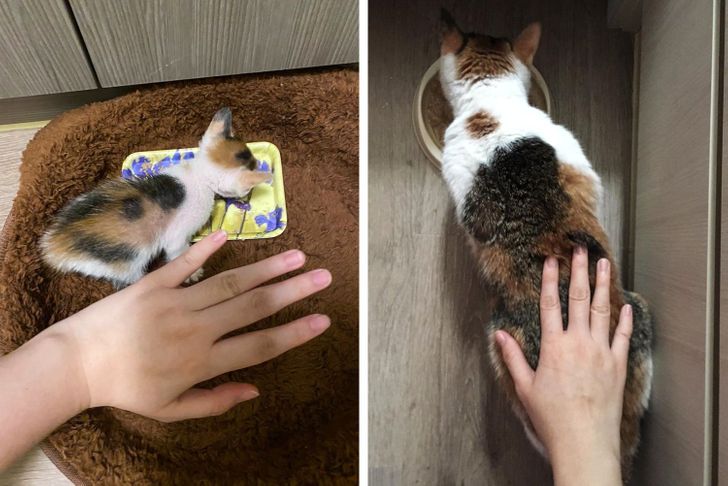 20 Before And After Pictures Of Pets That Look Even More Adorable As Adults