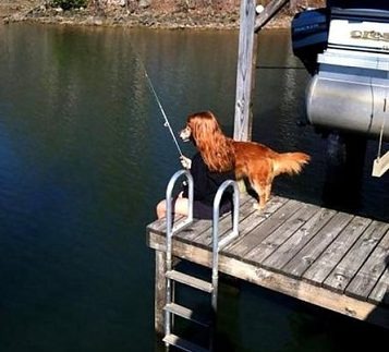 20+ Perfectly Timed Photos Of Dogs That Will Have You Rolling