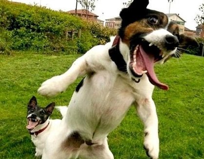 20+ Perfectly Timed Photos Of Dogs That Will Have You Rolling