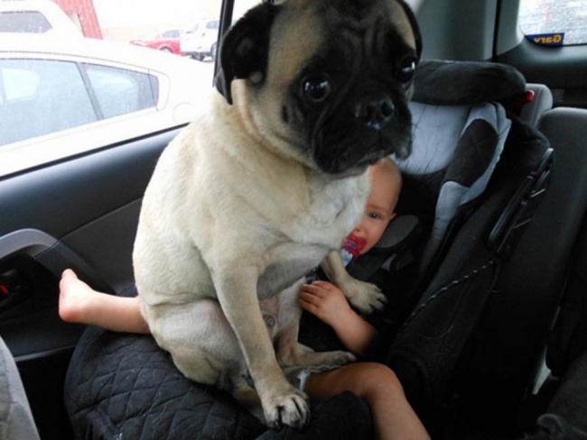 20+ Funny Dog Moments With Absolutely No Understanding Of Personal Space