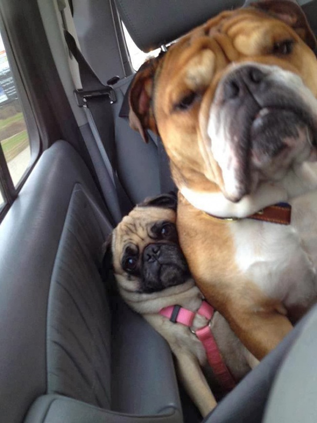 20+ Funny Dog Moments With Absolutely No Understanding Of Personal Space