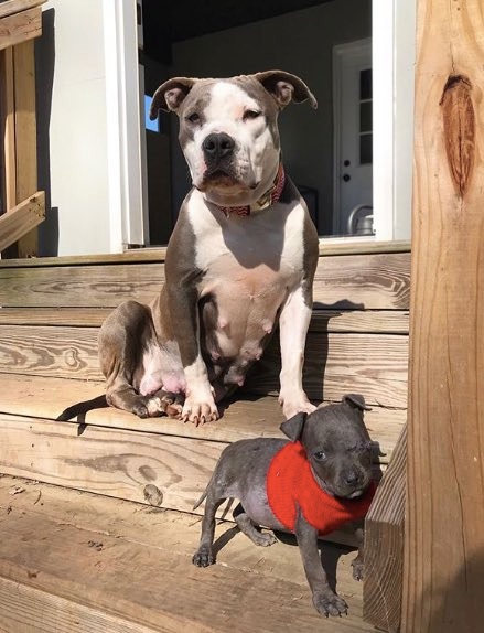After Losing Her Babies, A Stray Pitbull Finds Solace In Adopting Raisin, An Orphan Puppy