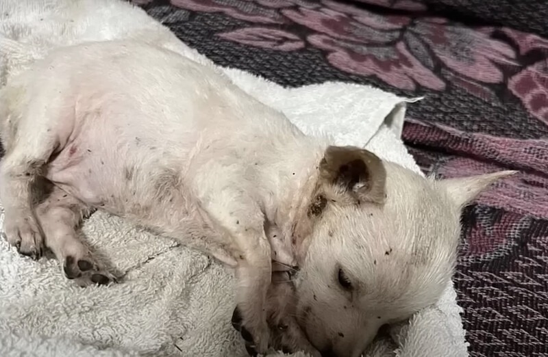 Little Puppy Lying And Crying Alone Without Strength After Being Abandoned On a Hill At Night