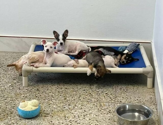 Puppy Brothers Comfort Each Other By Holding Paws In Shelter