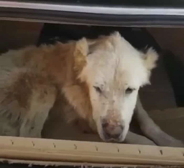 Senior Dog Cried In Appreciation After Being AƄandoned in the Heat For 3 Weeks UnaƄle To Walk