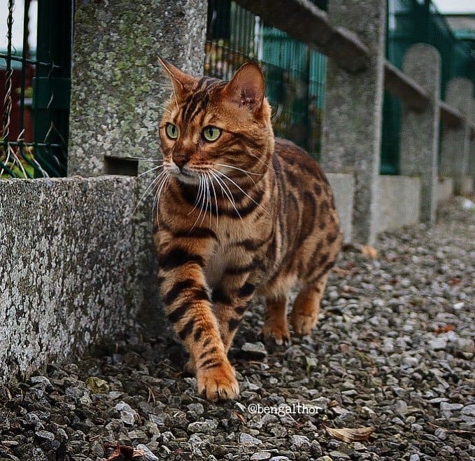 Wearing A Speckled Coat And Having Emerald Green Eyes, This Bengal Cat Is Worth Your Attention
