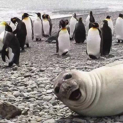 15+ Hilarious Animal Pictures Showing That It’s Still Not Friday