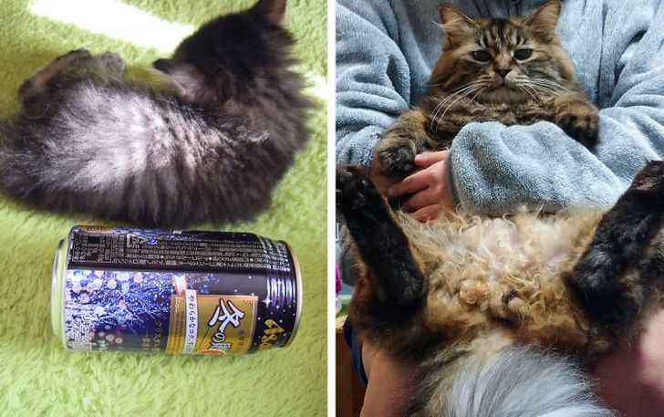 20 Before And After Pictures Of Pets That Look Even More Adorable As Adults