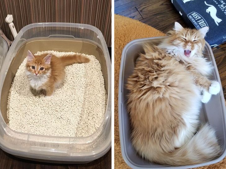 20 Before And After Pictures Of Pets That Look Even More Adorable As Adults