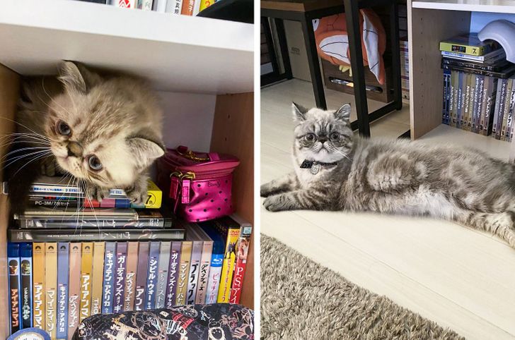 20 Before And After Pictures Of Pets That Look Even More Adorable As Adults