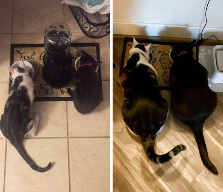 20 Before And After Pictures Of Pets That Look Even More Adorable As Adults