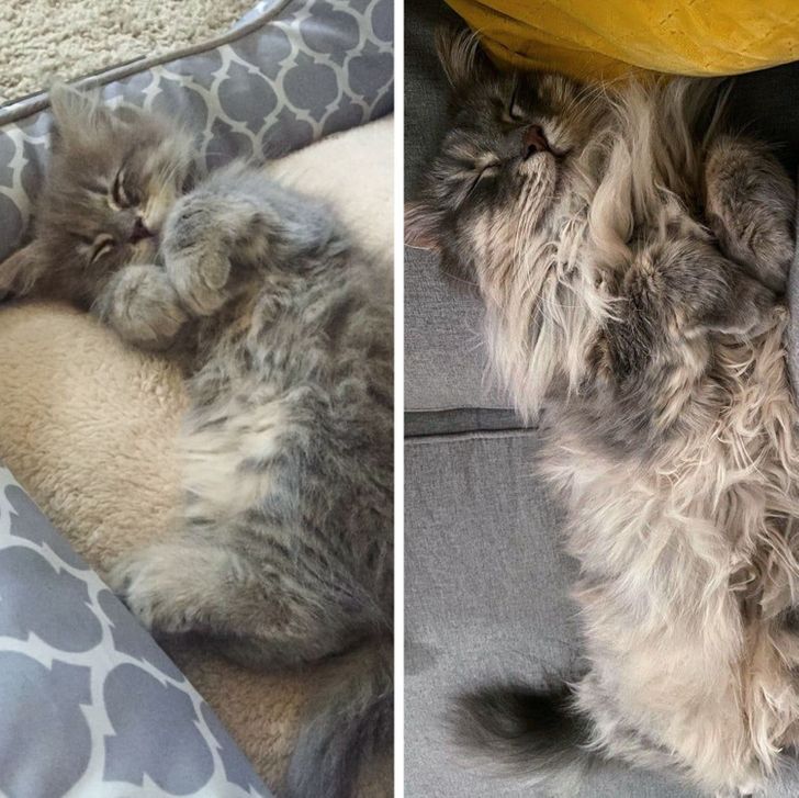 20 Before And After Pictures Of Pets That Look Even More Adorable As Adults