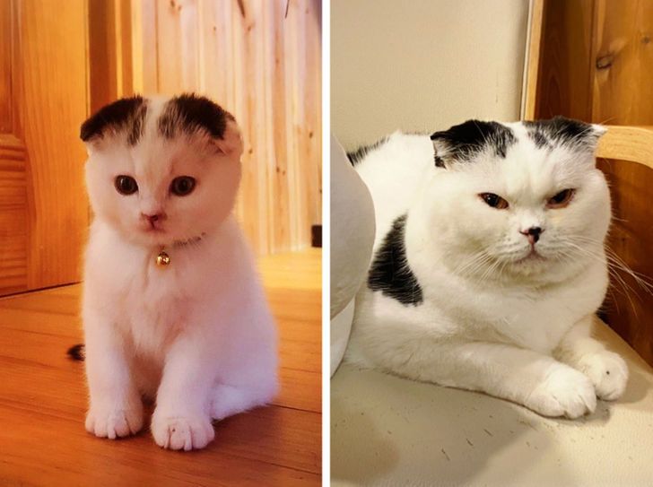 20 Before And After Pictures Of Pets That Look Even More Adorable As Adults