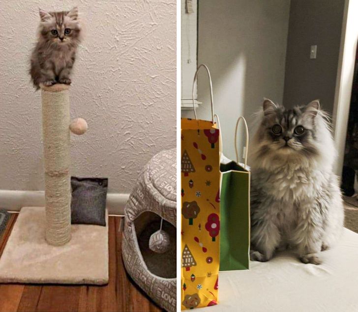 20 Before And After Pictures Of Pets That Look Even More Adorable As Adults