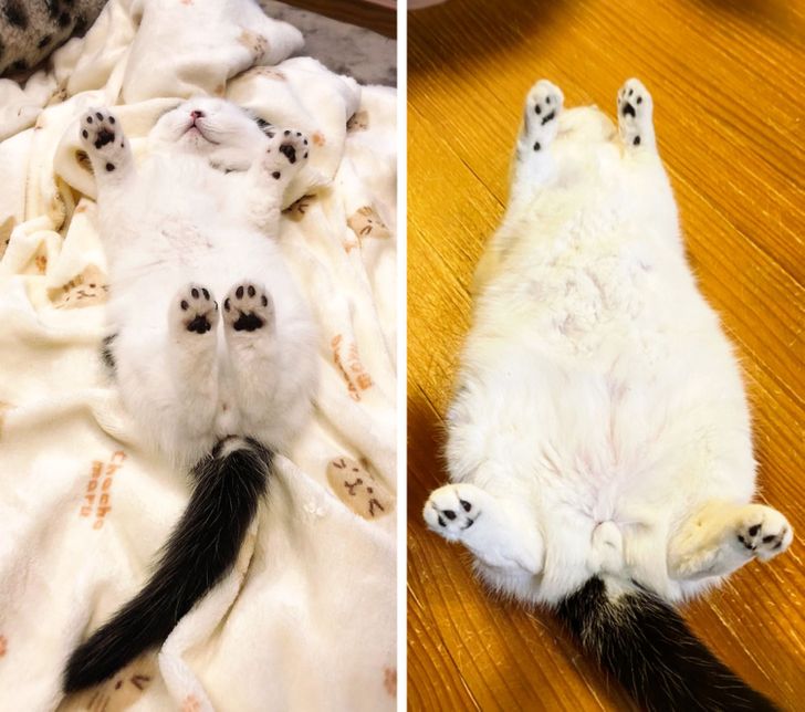 20 Before And After Pictures Of Pets That Look Even More Adorable As Adults