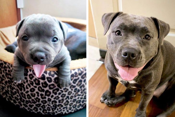 20 Before And After Pictures Of Pets That Look Even More Adorable As Adults