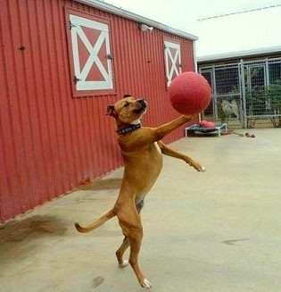 20+ Perfectly Timed Photos Of Dogs That Will Have You Rolling