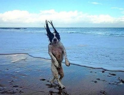 20+ Perfectly Timed Photos Of Dogs That Will Have You Rolling