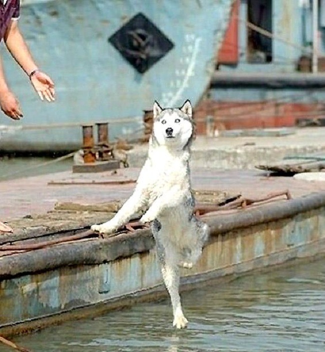 20+ Perfectly Timed Photos Of Dogs That Will Have You Rolling