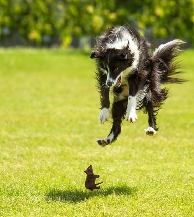 20+ Perfectly Timed Photos Of Dogs That Will Have You Rolling