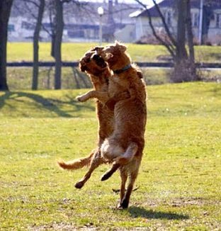 20+ Perfectly Timed Photos Of Dogs That Will Have You Rolling