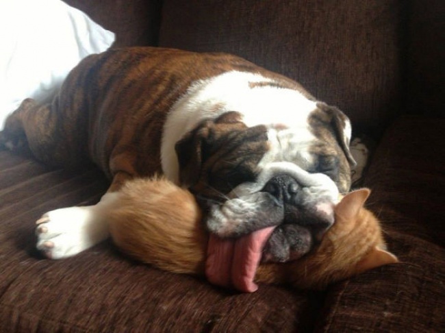 20+ Funny Dog Moments With Absolutely No Understanding Of Personal Space