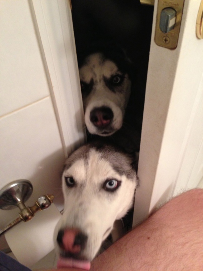 20+ Funny Dog Moments With Absolutely No Understanding Of Personal Space