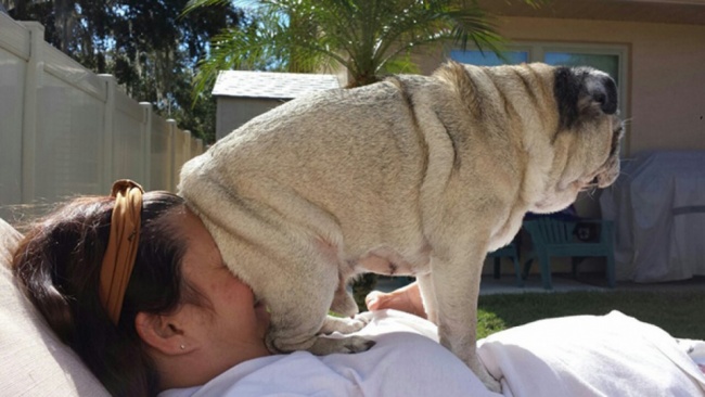 20+ Funny Dog Moments With Absolutely No Understanding Of Personal Space