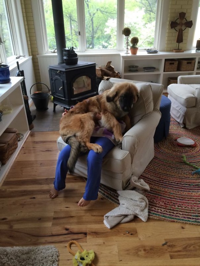 20+ Funny Dog Moments With Absolutely No Understanding Of Personal Space