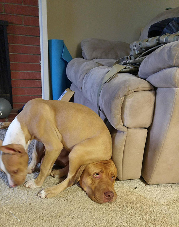 20+ Funny Dog Moments With Absolutely No Understanding Of Personal Space