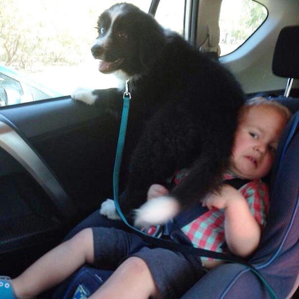 20+ Funny Dog Moments With Absolutely No Understanding Of Personal Space