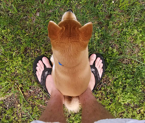 20+ Funny Dog Moments With Absolutely No Understanding Of Personal Space