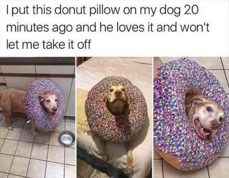 27 Hilarious Dog Photos You Will Laugh All Day Long