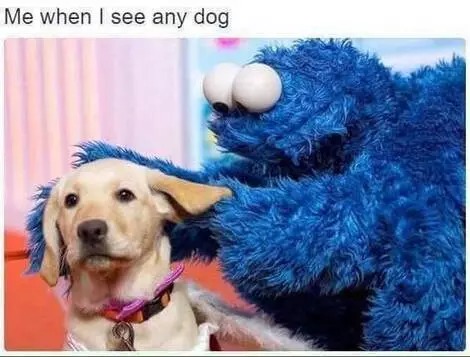 27 Hilarious Dog Photos You Will Laugh All Day Long