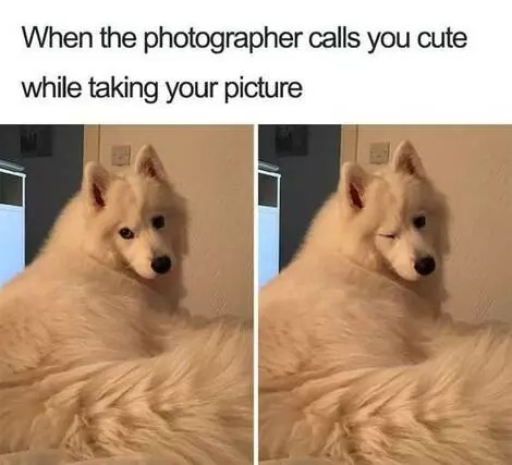 27 Hilarious Dog Photos You Will Laugh All Day Long