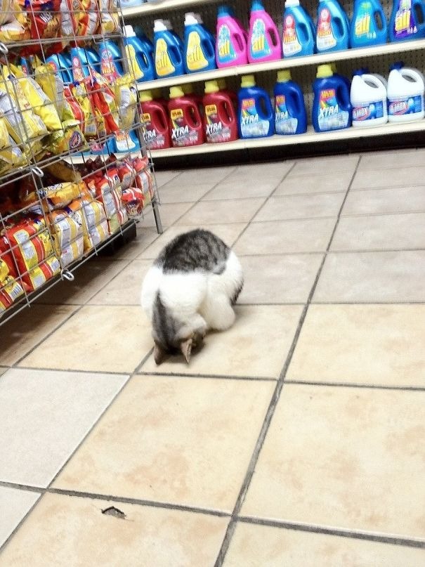 45+ Pictures People Couldn’t Believe Their Eyes At The Store