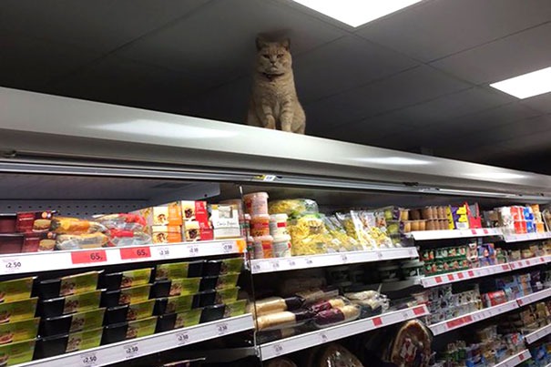 45+ Pictures People Couldn’t Believe Their Eyes At The Store