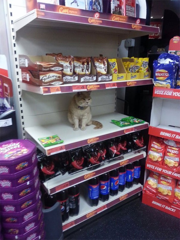 45+ Pictures People Couldn’t Believe Their Eyes At The Store