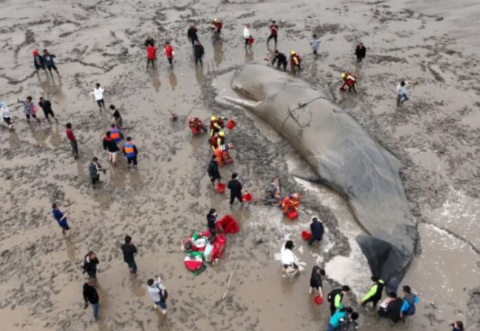 65-Foot Whale Rescued and Returned to the Ocean After 20 Hours of Being Stranded