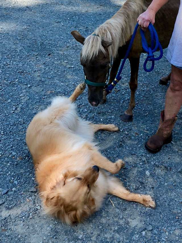 A Dog Comforts a Sick, Recently-rescued Horse by Assuring It That Everything Will Be Okay