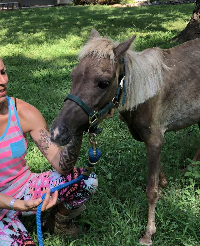 A Dog Comforts a Sick, Recently-rescued Horse by Assuring It That Everything Will Be Okay