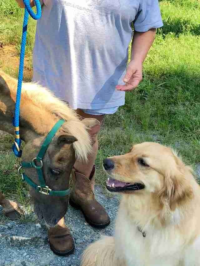 A Dog Comforts a Sick, Recently-rescued Horse by Assuring It That Everything Will Be Okay