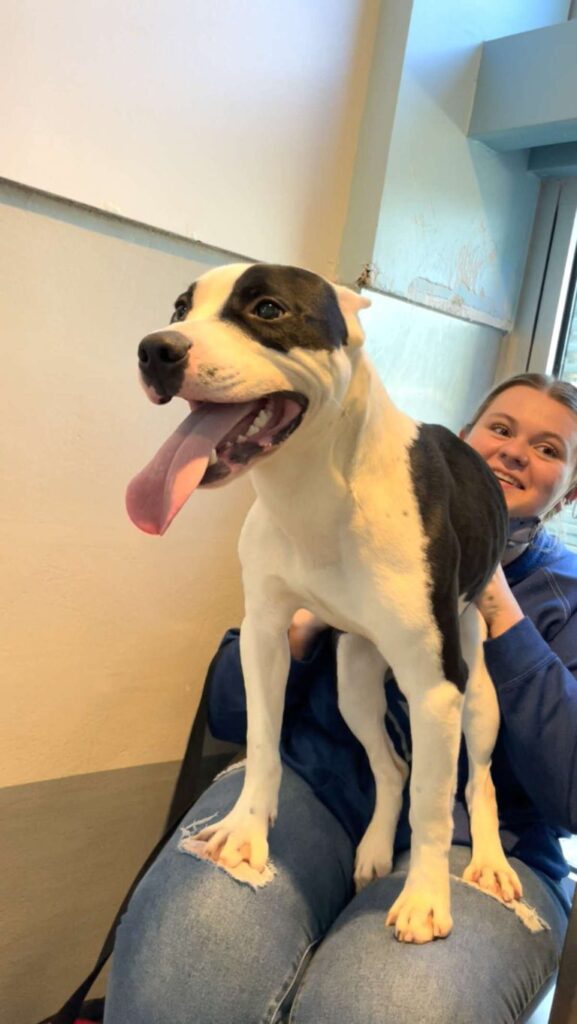 A Shelter Dog Shows His Ultimate Happiness When He Is Seen Again His Family Thought He Lost Them Forever