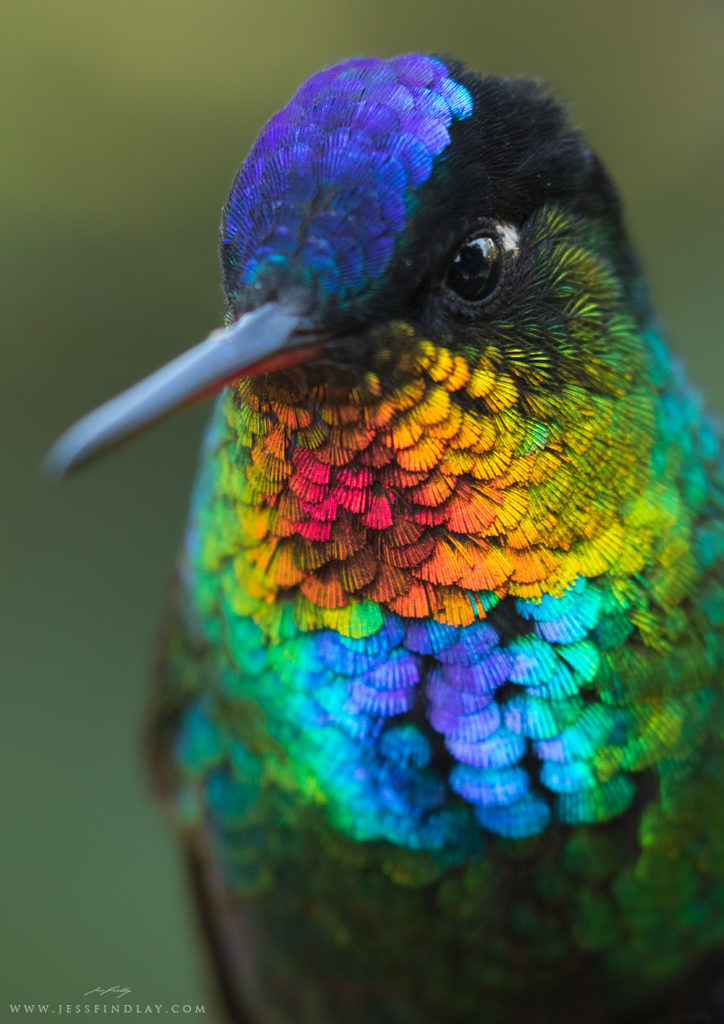 A Spectacular Close-Up View of a Fiery-Throated Hummingbird