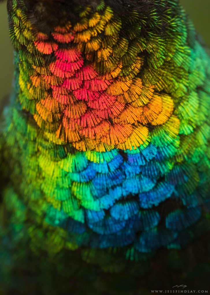 A Spectacular Close-Up View of a Fiery-Throated Hummingbird