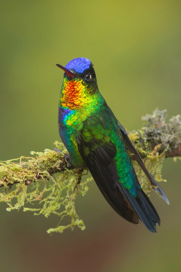 A Spectacular Close-Up View of a Fiery-Throated Hummingbird